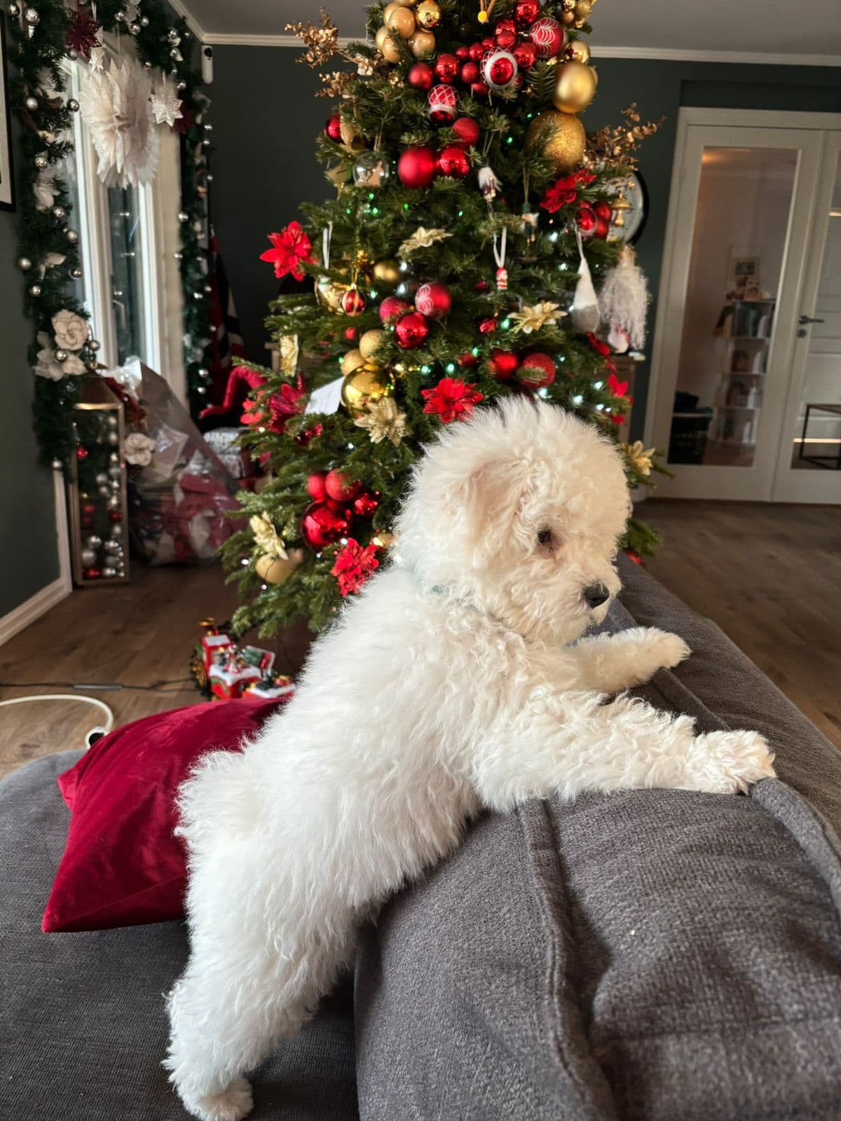 Bischon Frise