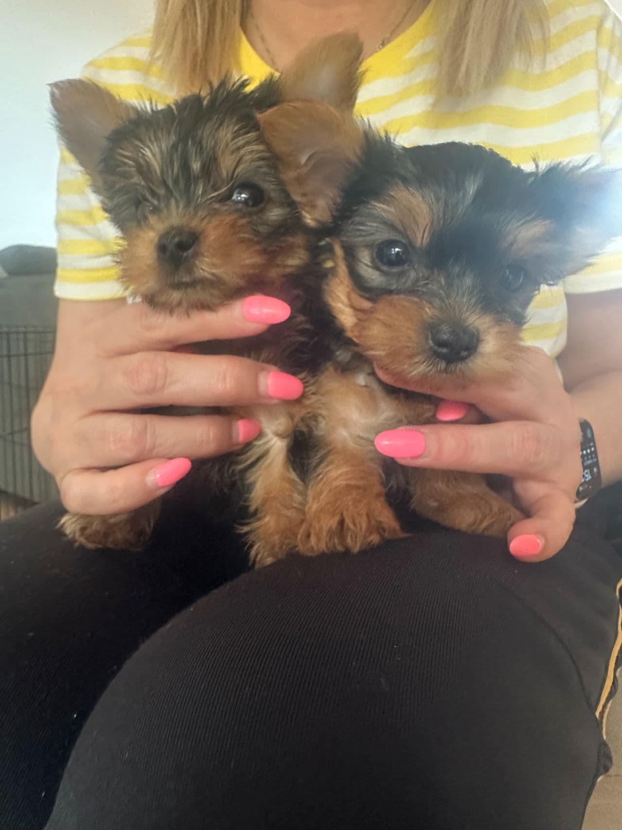 Søte Yorkshire Terrier 2 valper gutter