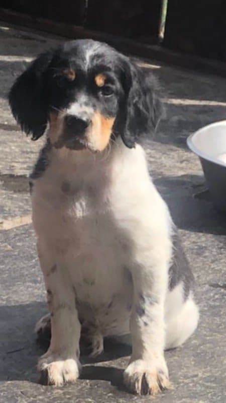 Engelsk setter valp - Tispe ledig - Leveringsklar