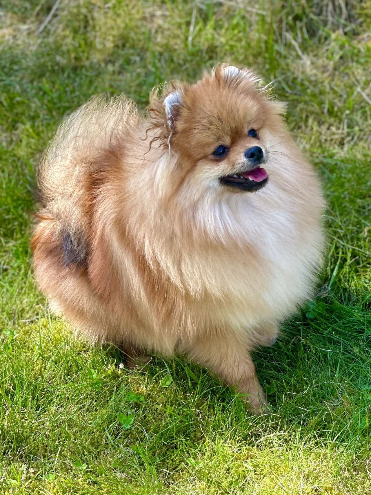 NKK registrert Pomeranian gutt