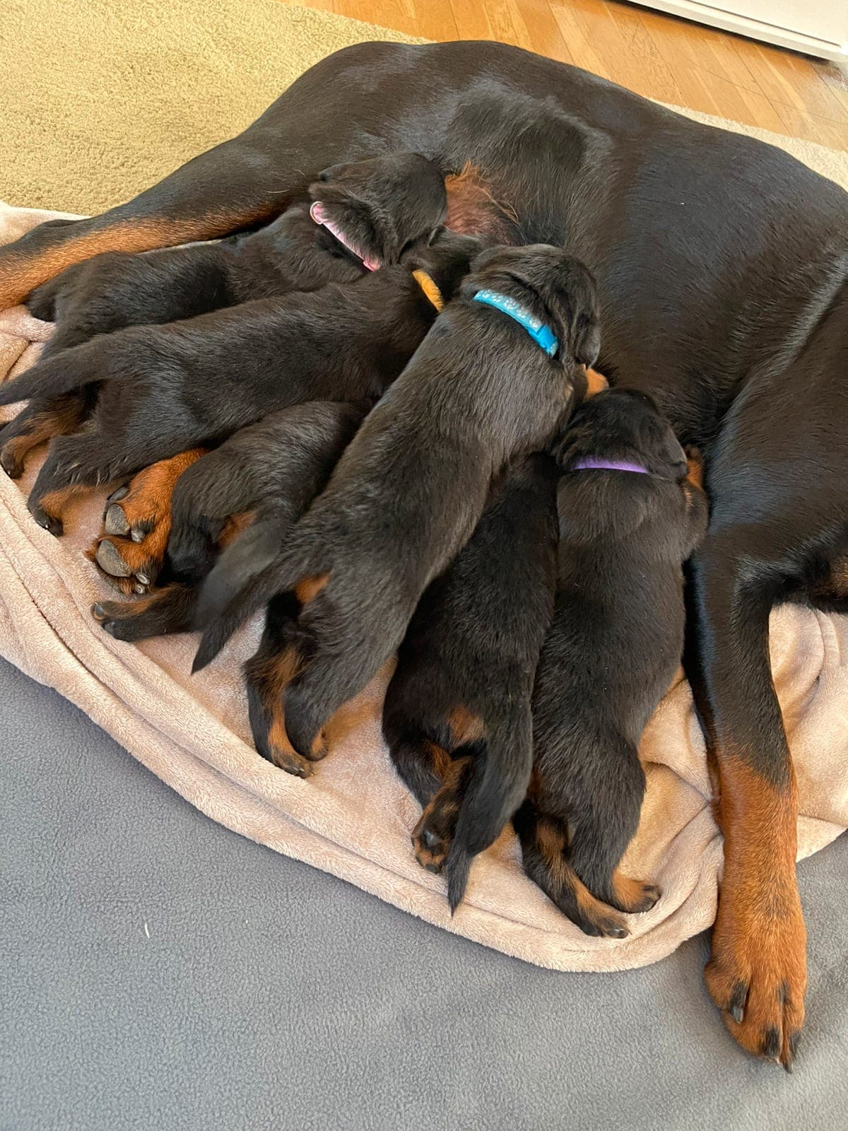 Valper født 31/07 House REBIA Rottweiler kennel