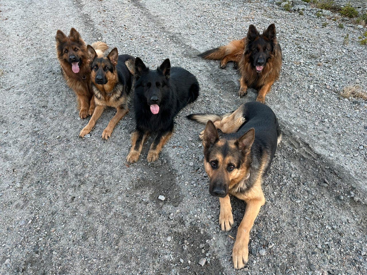 Schæfer Langt hår med rett rygg
