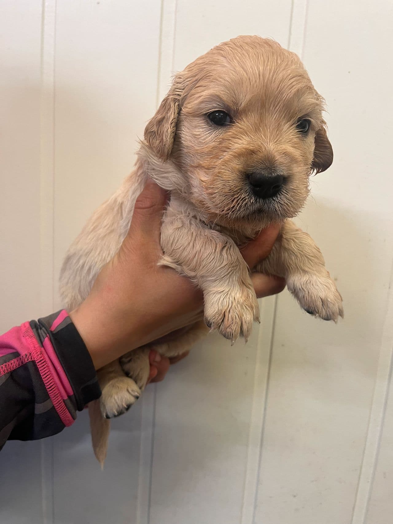 Golden Retriever tispevalp NKK registrert.