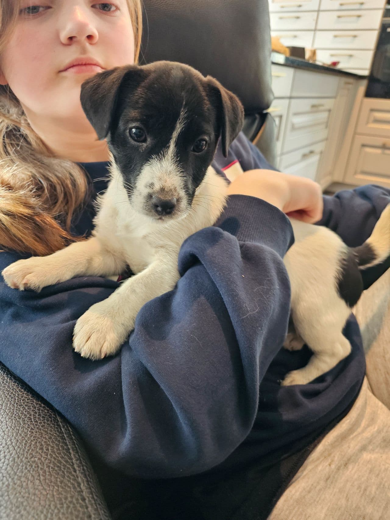 Jack Russell valper NKK registrert til salgs