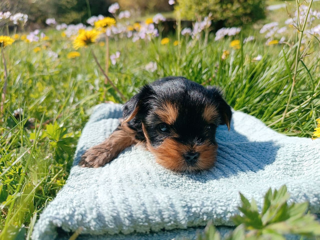 Søte Yorkshire Terrier 2 valper