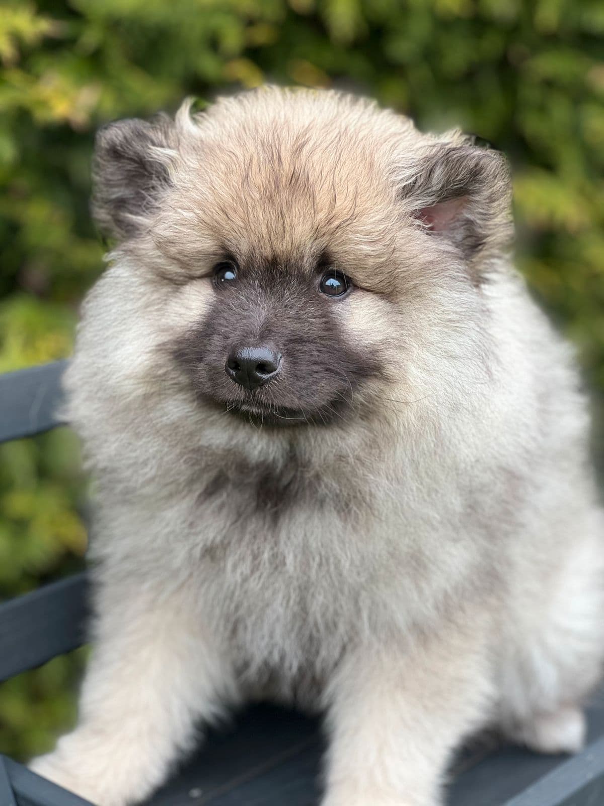 Keeshond valp ledig .