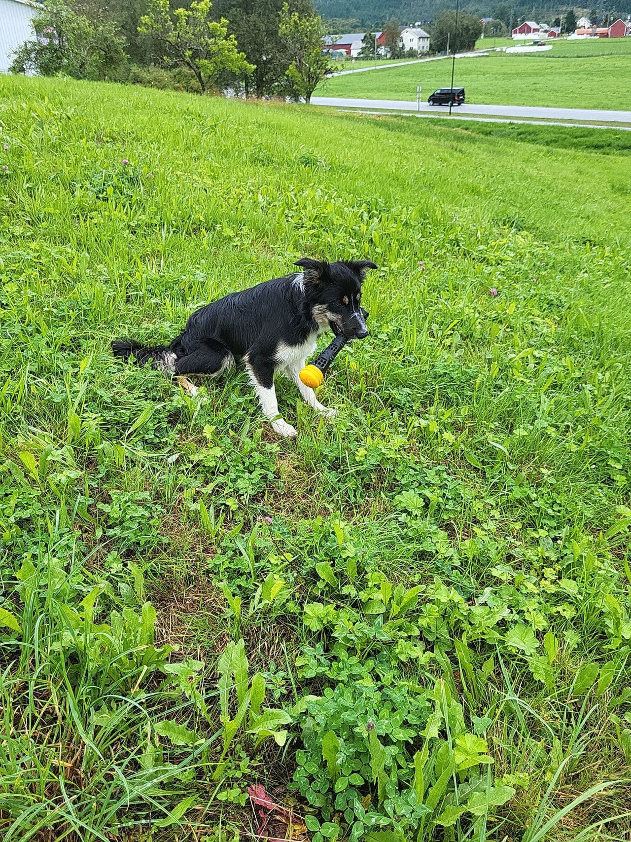 Omplassering bordercollie unghund