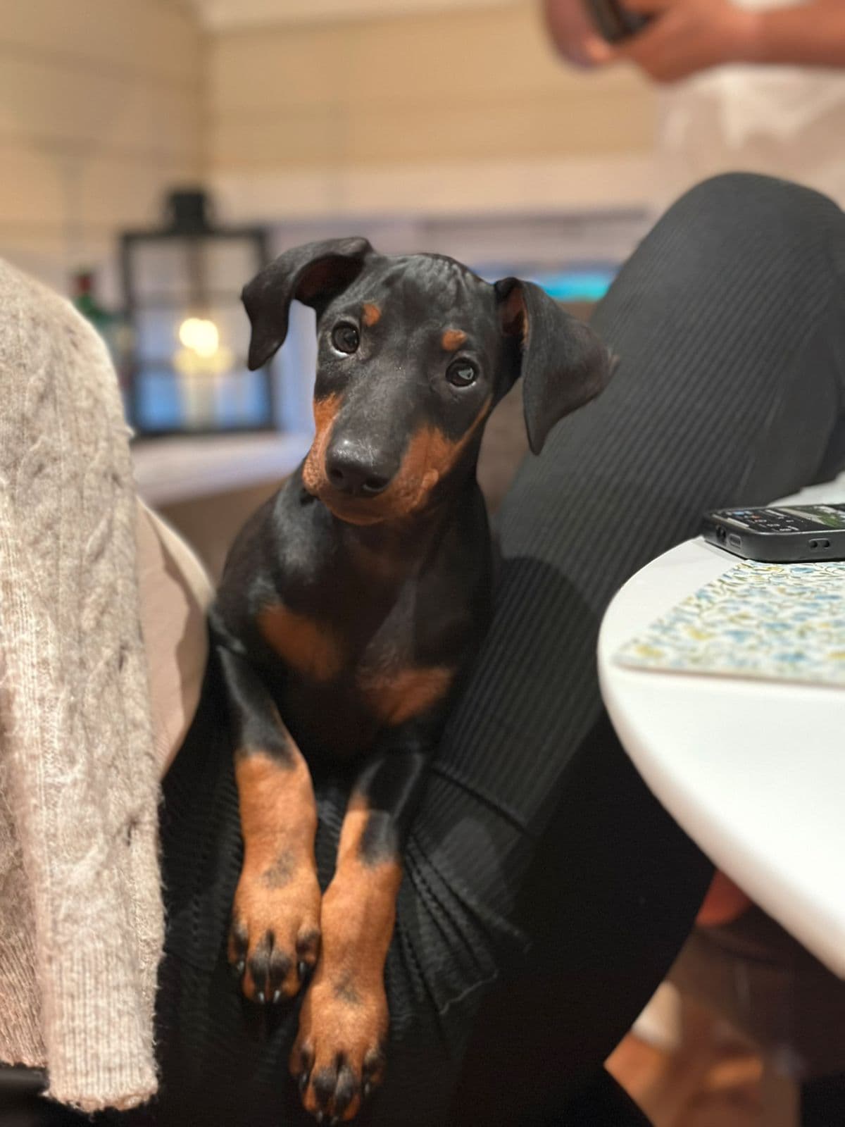 Manchester terrier gutt