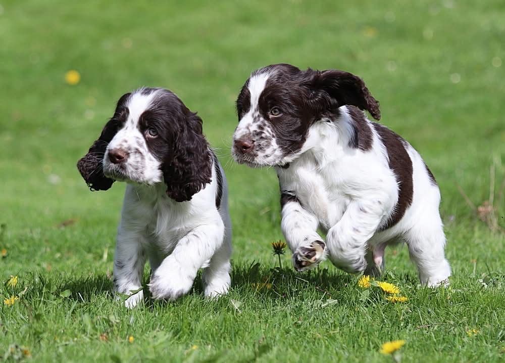 Engelsk Springer Spaniel - leveringsklare valper