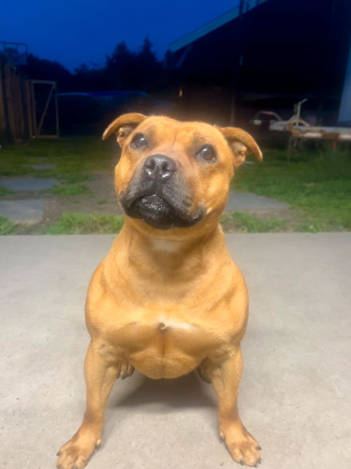 Staffordshire Bull Terrier Tispe på 1 år selges