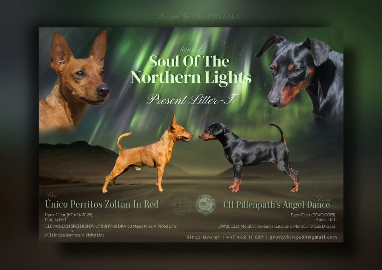Dvergpinscher valper