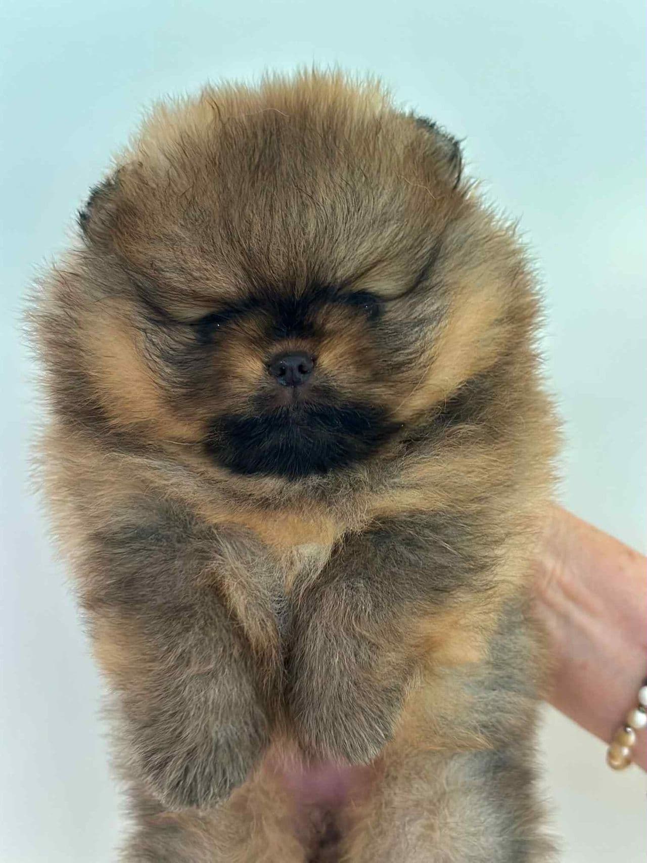 Nydelig NKK registrert pomeranian gutt