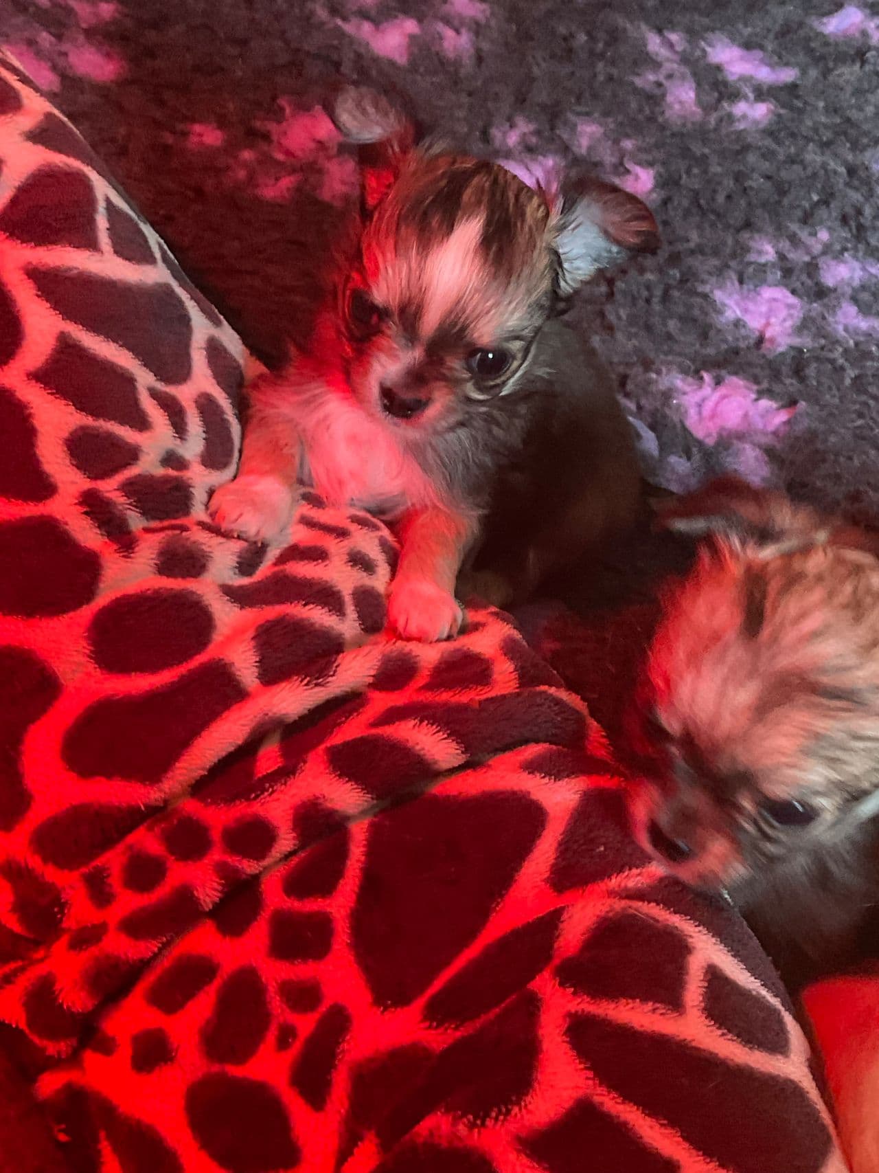 Vakre LH chihuahua valper søker nytt hjem, NKK reg.