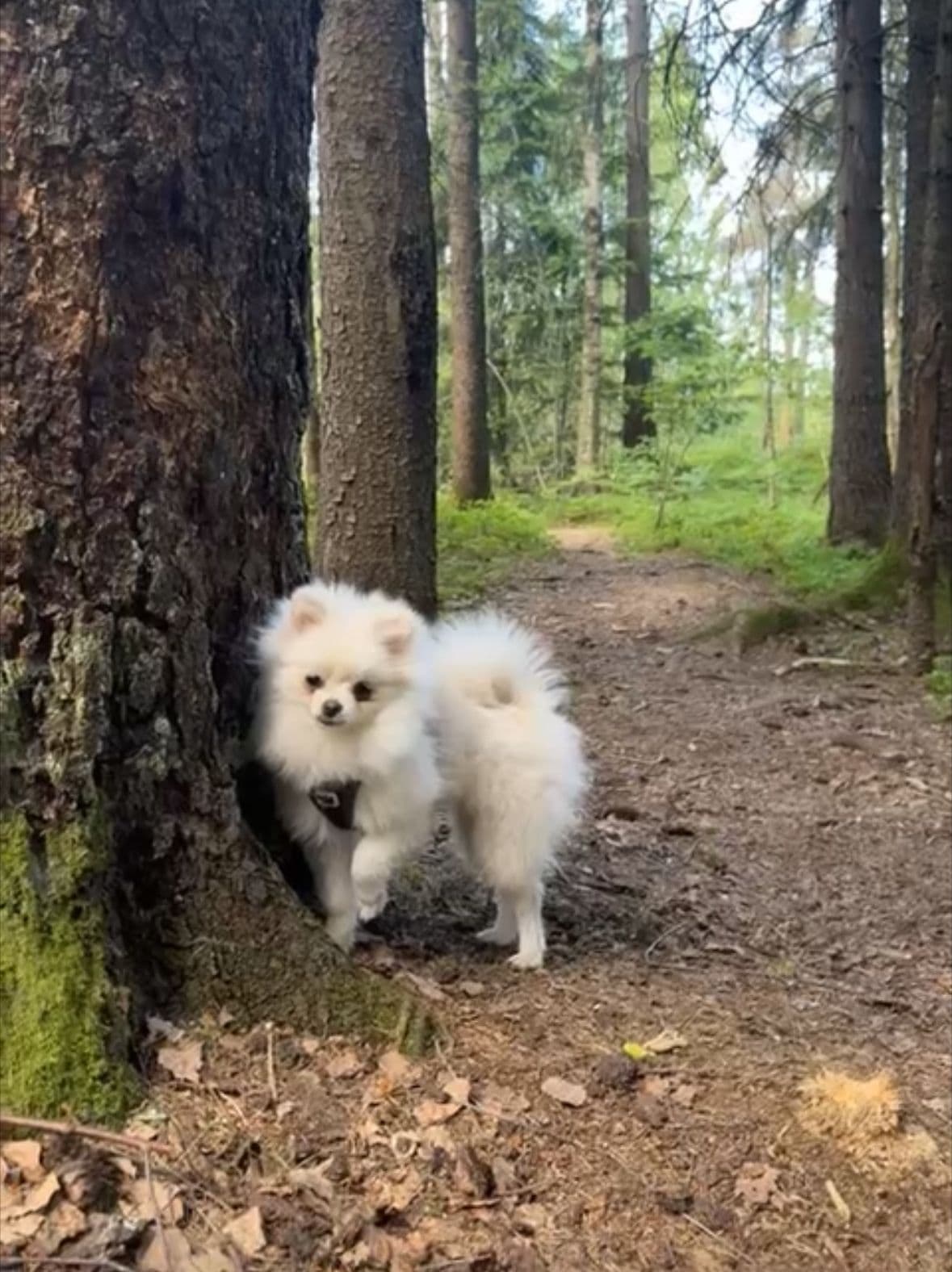 Nydelig hvit Pomeranian hann m/stamtavle