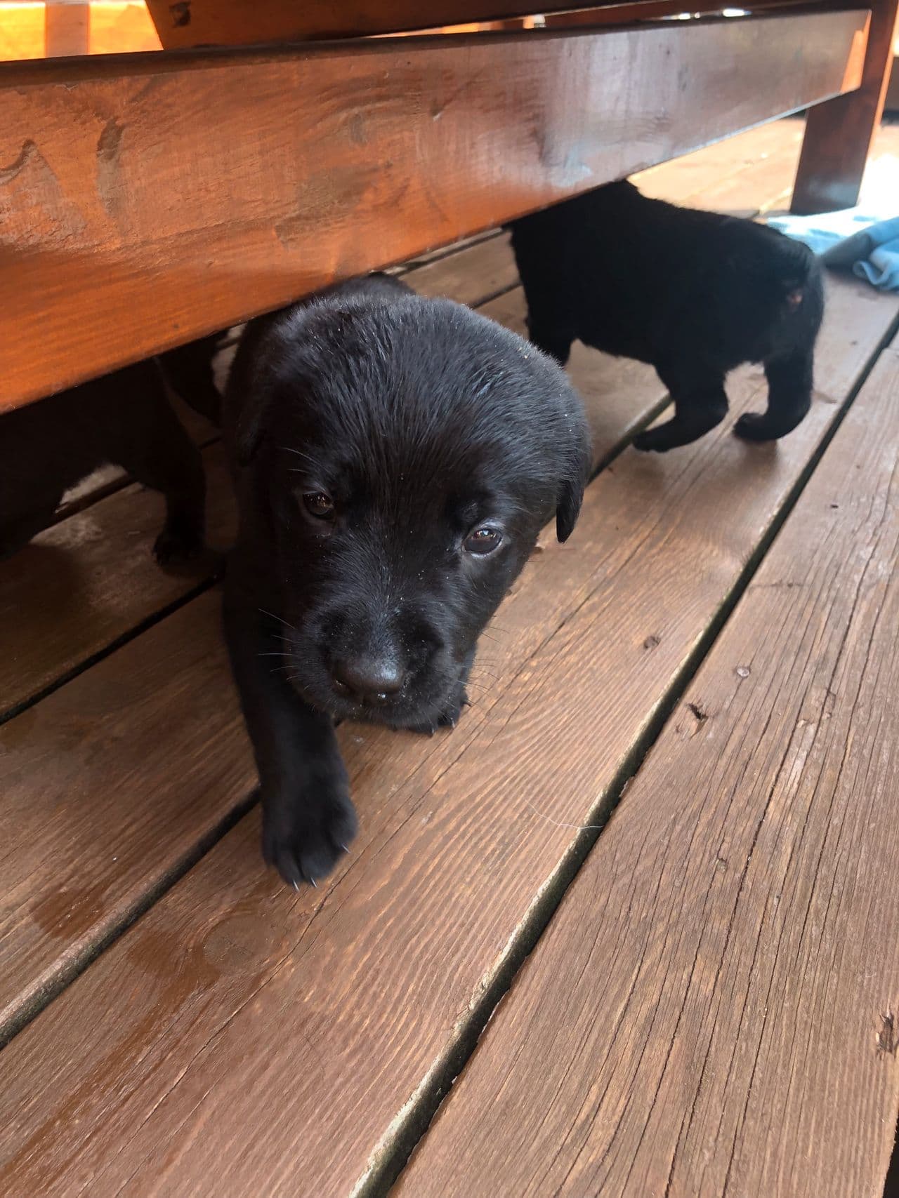 Valper av Labrador Retriever