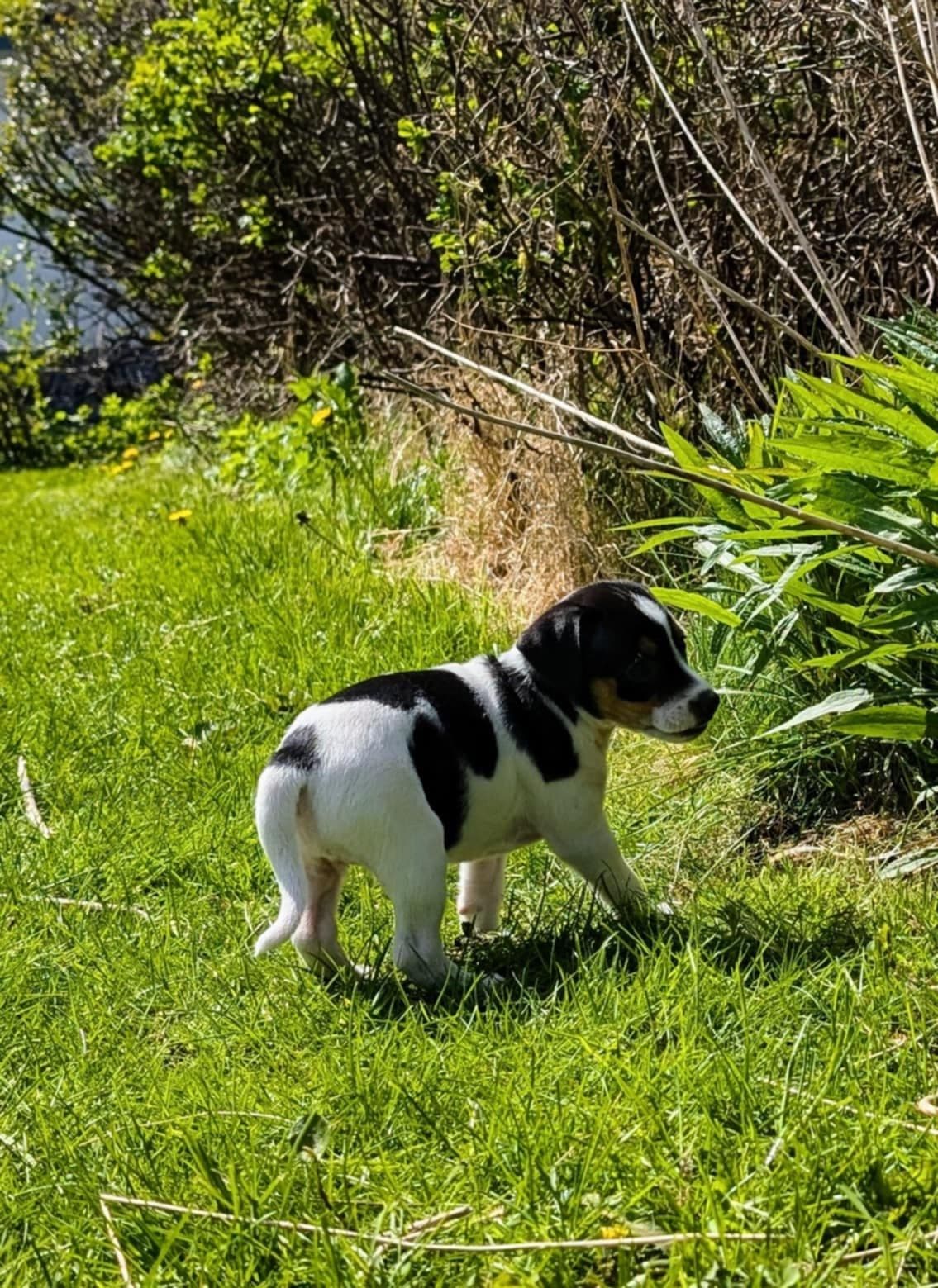 🐾 Tre herlige Dansk-Svensk Gårdshund-valper 🐾