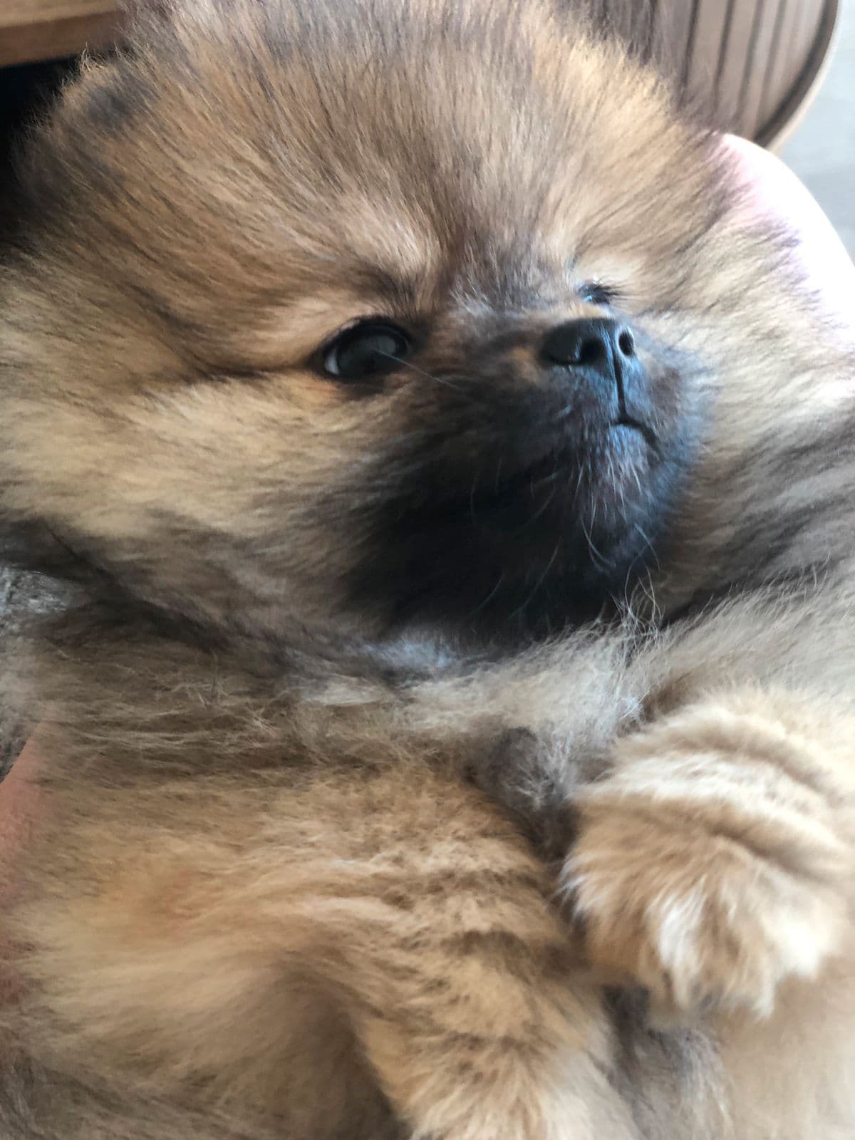 Nydelige Bennie renraset Pomeranian valp m/ stamtavle NKK