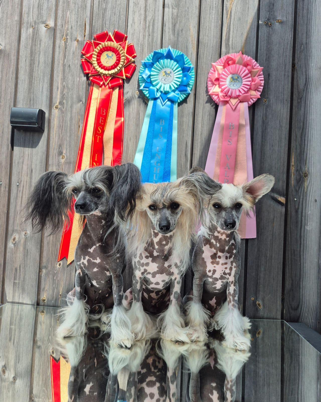Vakker Chinese crested gutt