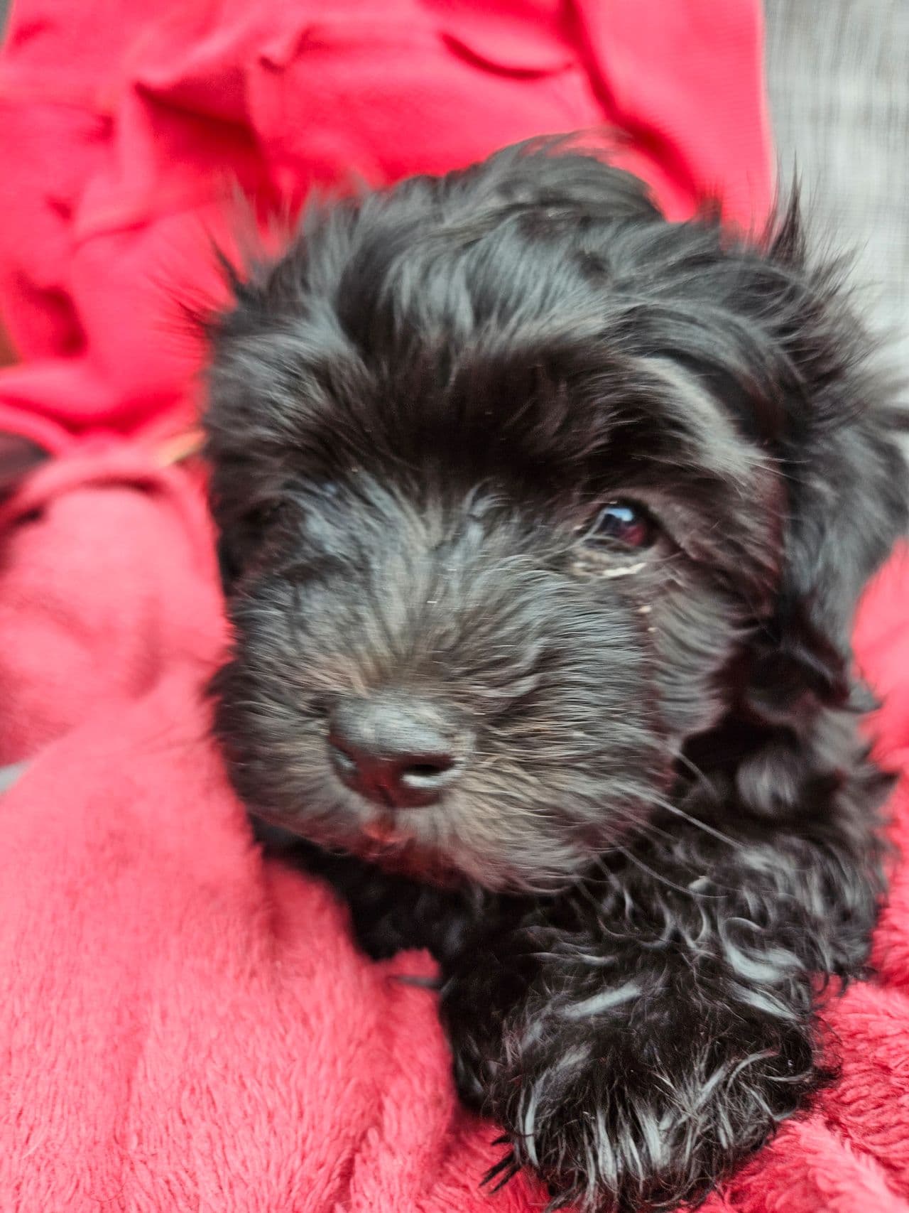 Renraset Bichon Havanais valper til salgs, registrert i nkk