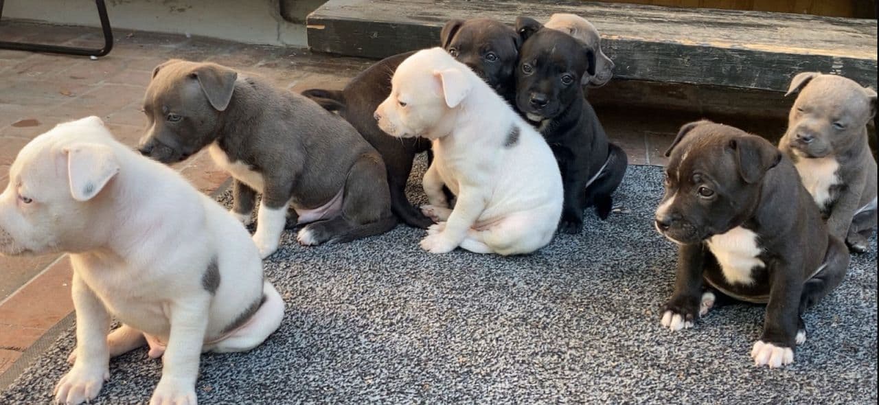 Staffordshire Bull Terrier valper