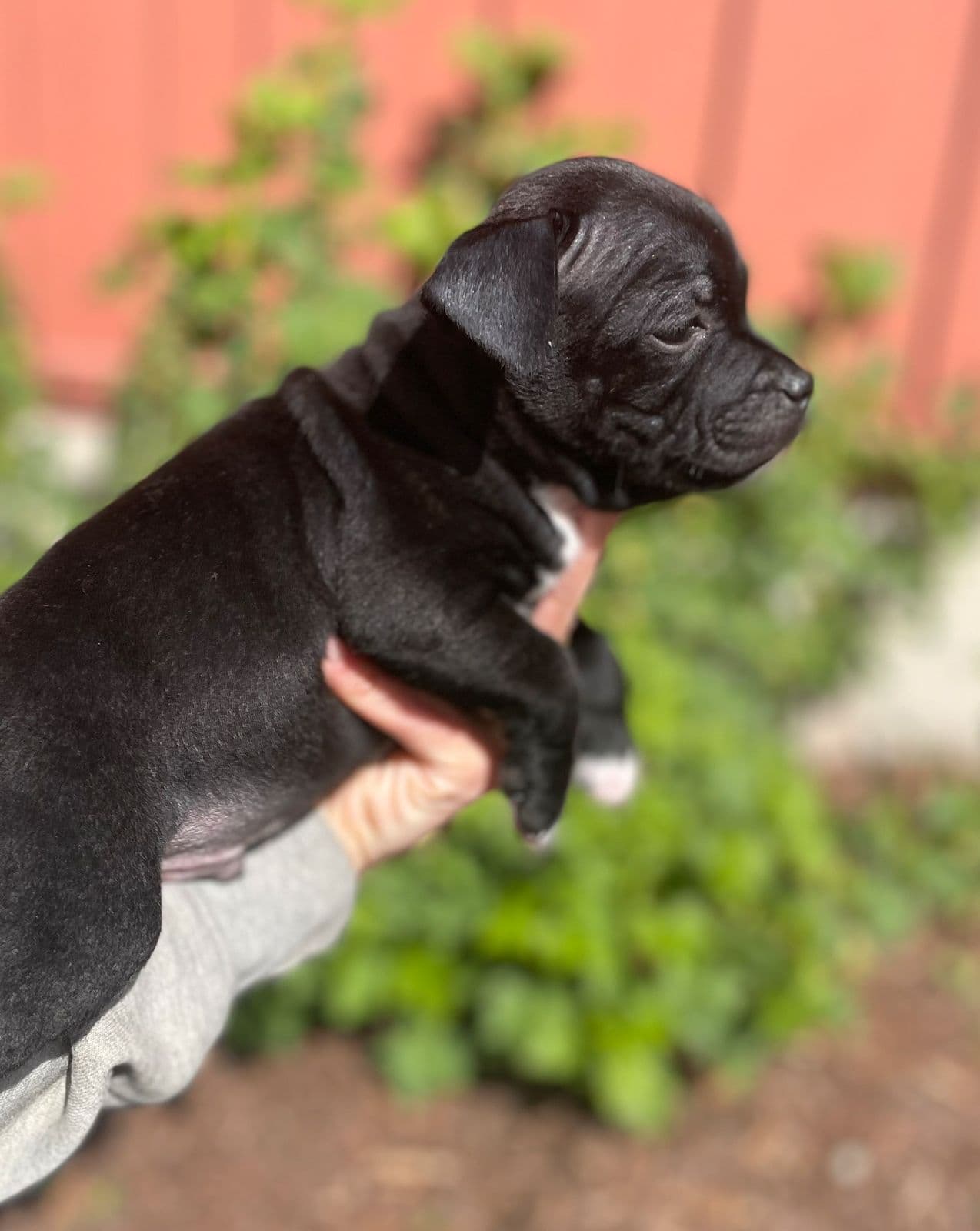 Staffordshire bull terrier valp