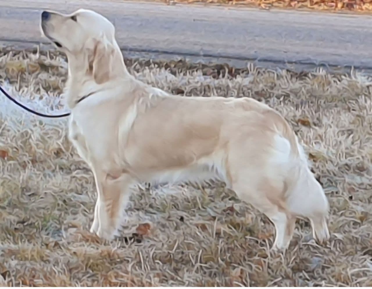 Nkk registrert Golden retrievere