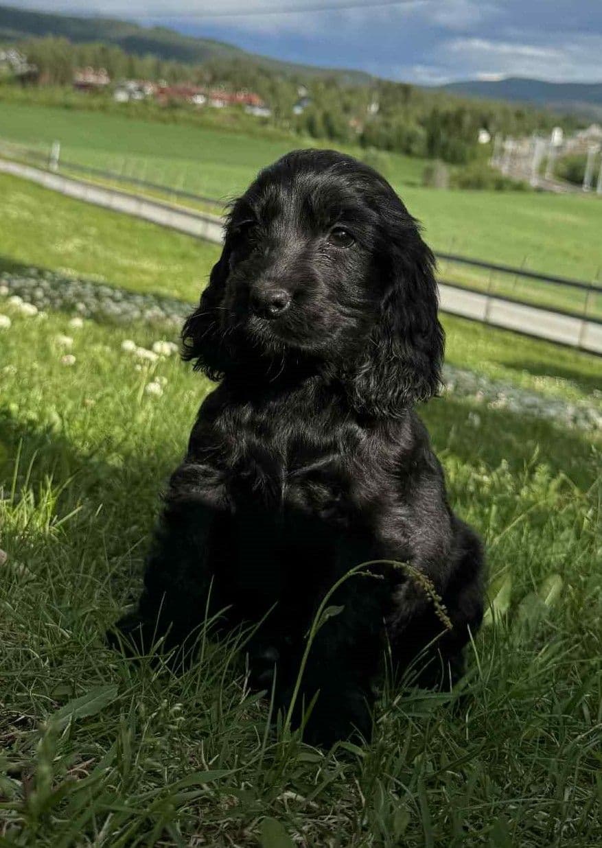 Engelsk Cocker Spaniel valper