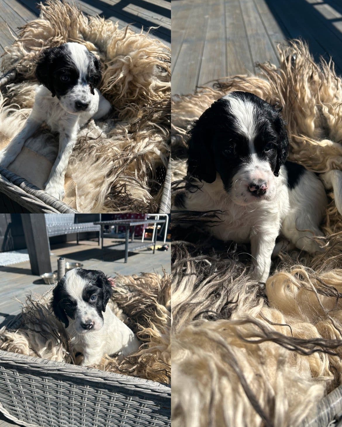 Engelsk setter valper
