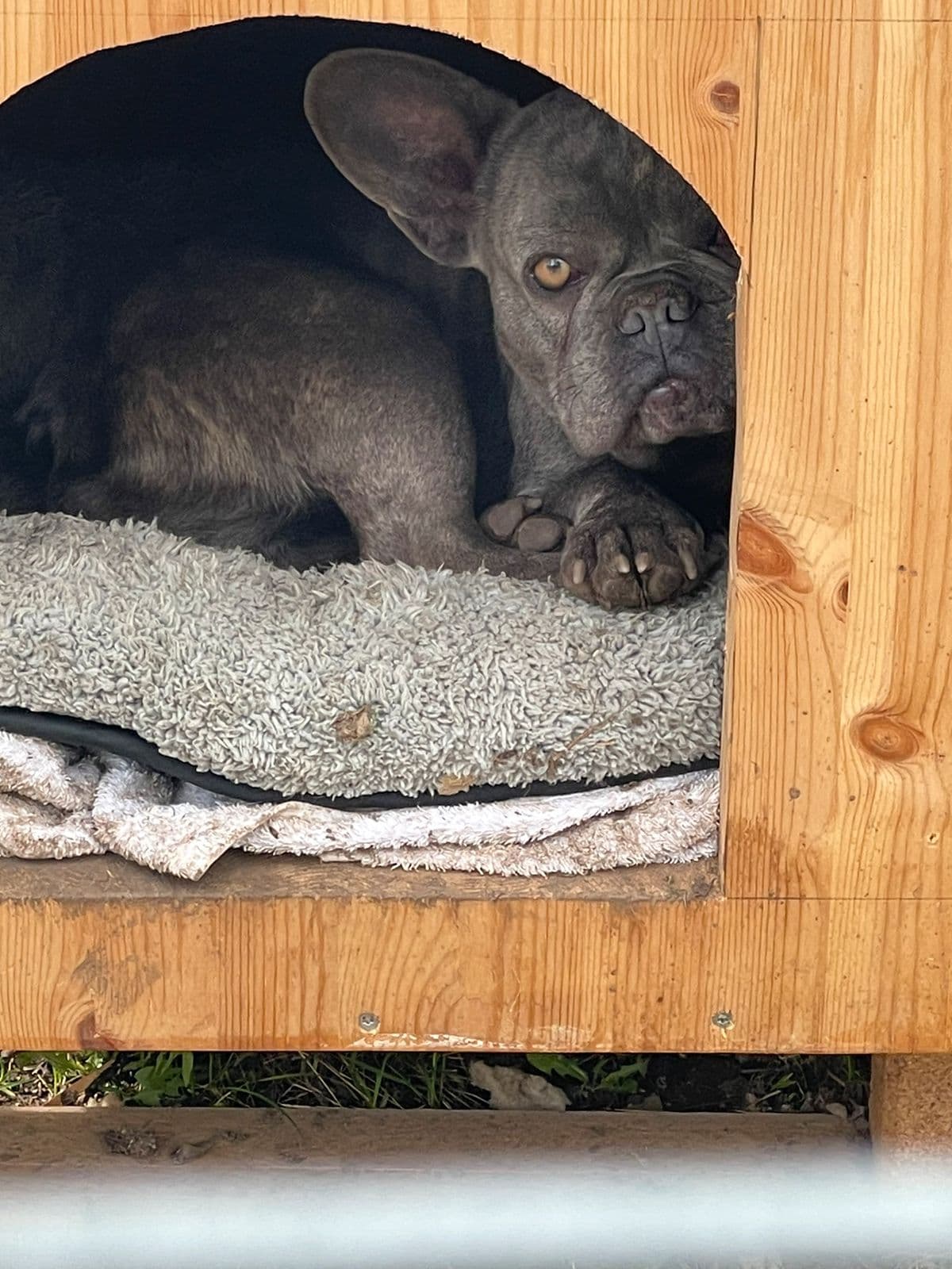 Franskbulldog Tispe fødd Aug 2023
