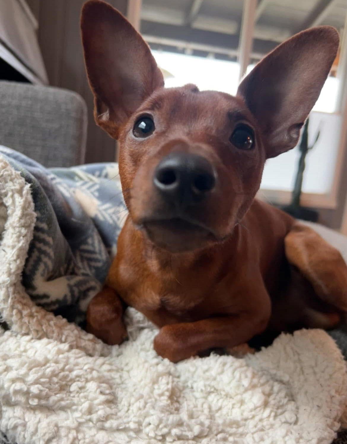 Fôrvert til voksen dvergpinscher hannhund søkes