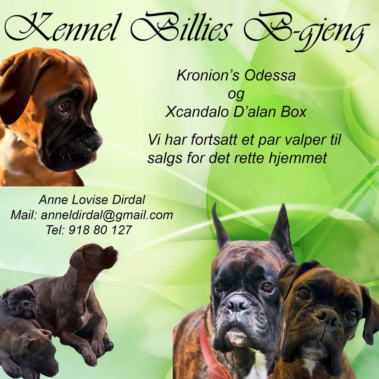Boxer, hannvalper til salgs
