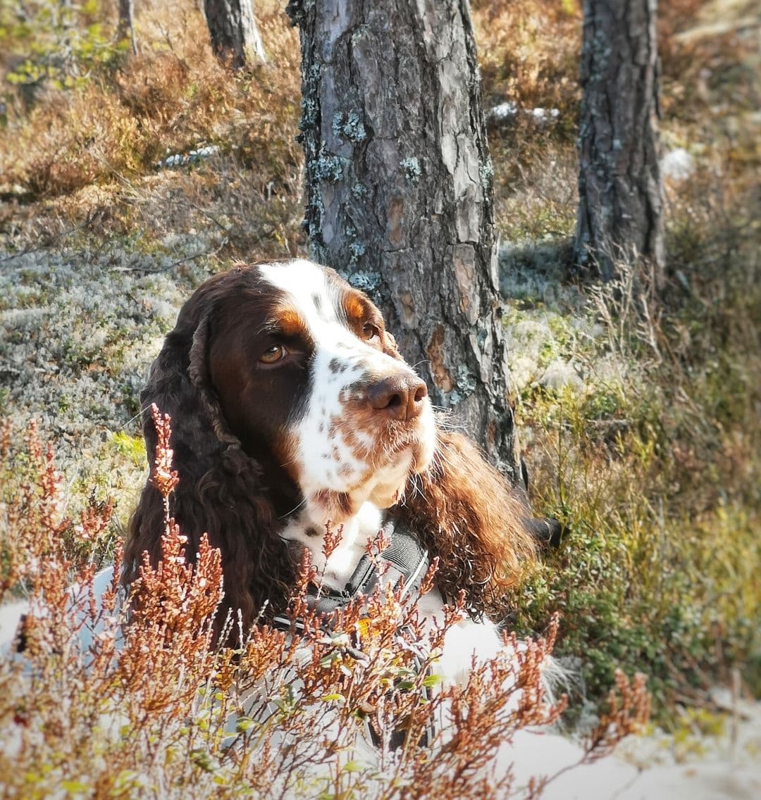 Engelsk springer spaniel valper ventes medio september