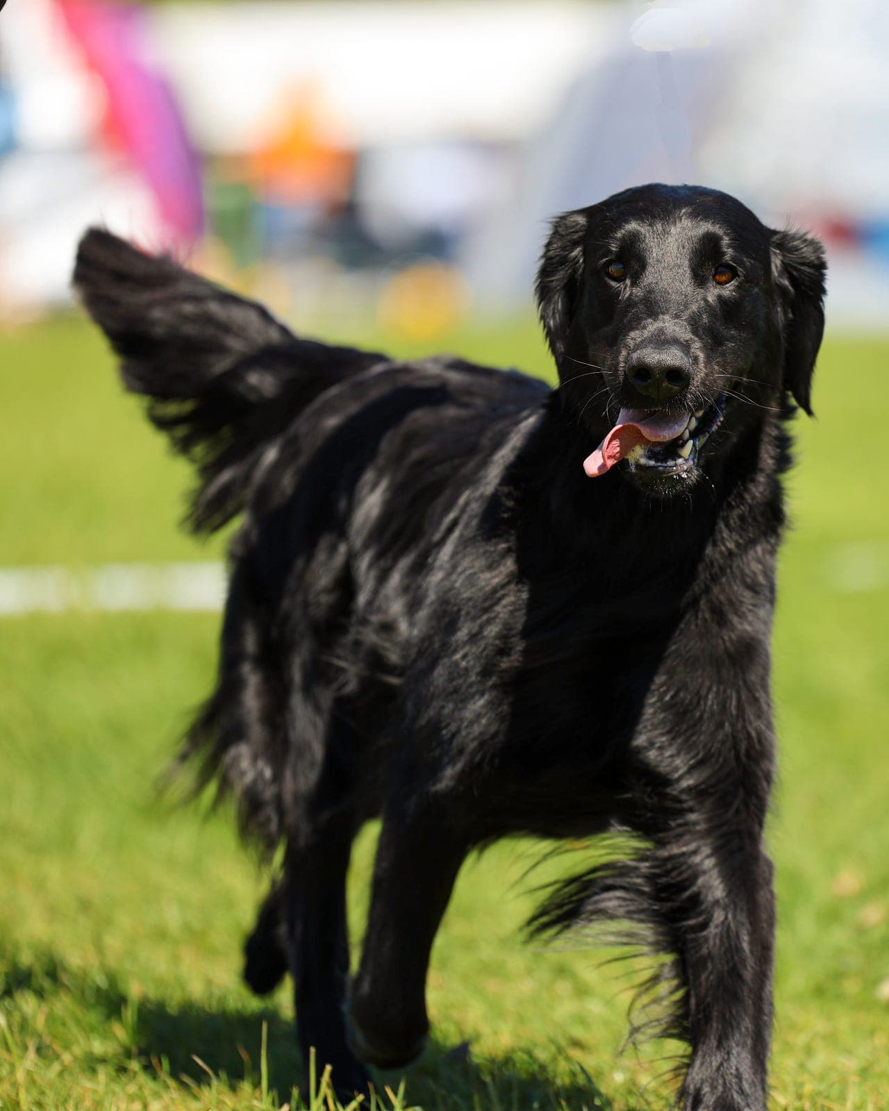 Flat coated retriever valper