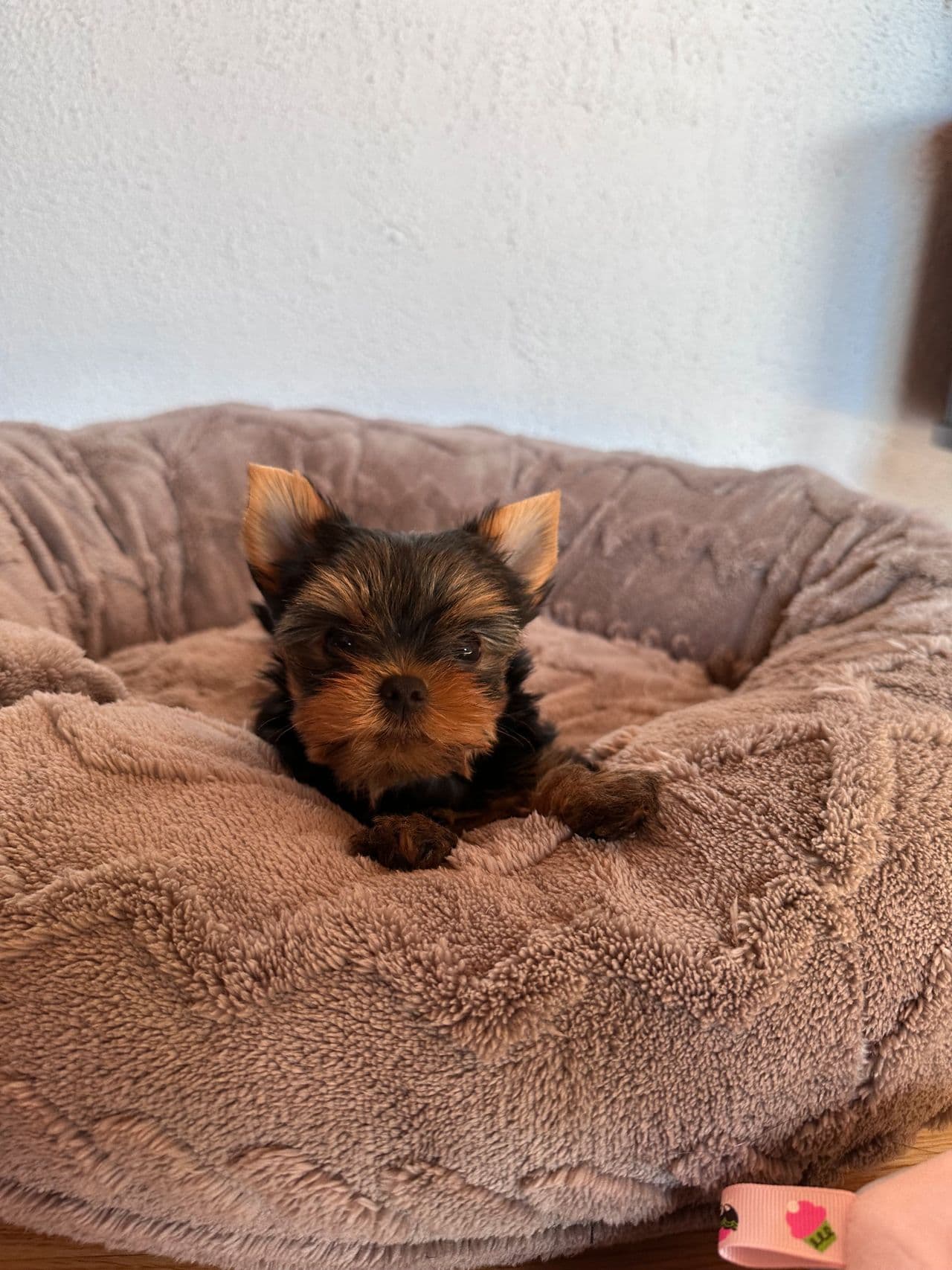To nydelige Yorkshire Terrier tisper – 7 uker gamle