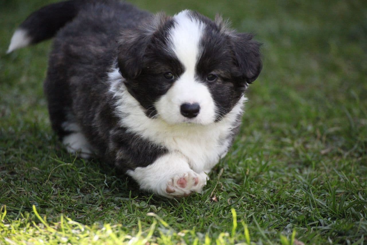 Welsh Corgi Cardigan Fluff gutt søker sin familie 🏡💚