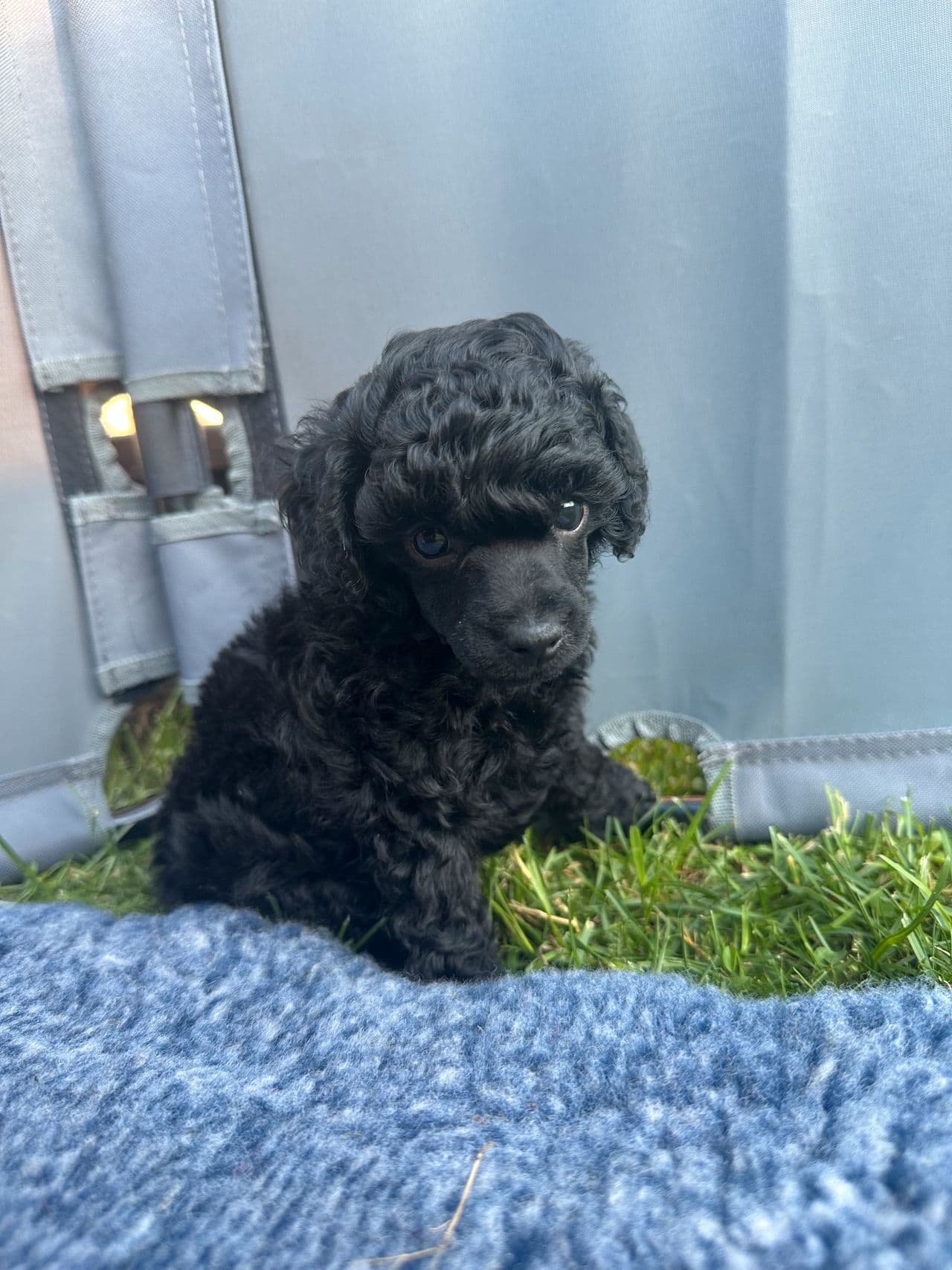 Sort toy/dvergpuddel hannhund
