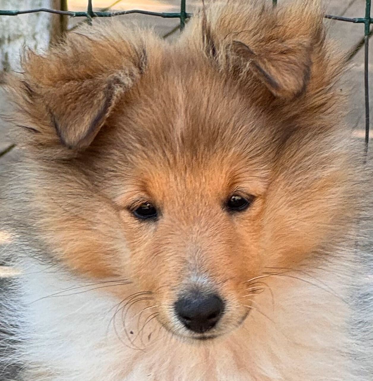 Leveringsklar Shetland Sheepdog valp, kan fraktes til Østlandet/ Trondheim