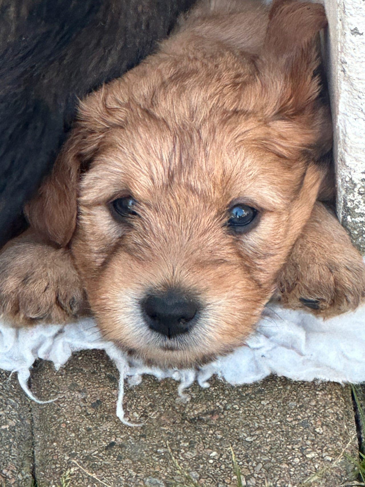 Valper av Irish softcoated wheatenterrier