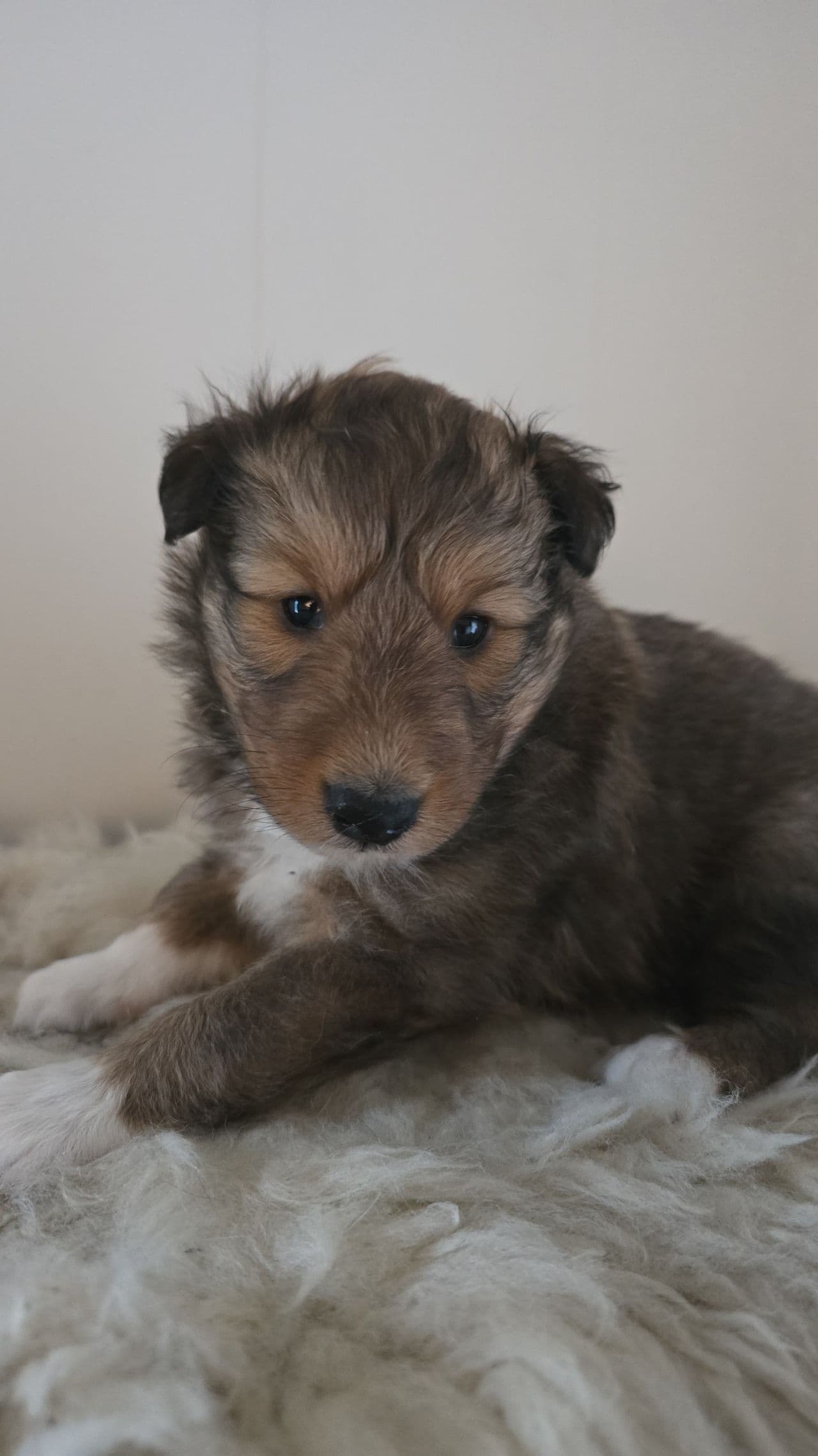 Shetland sheepdog hannvalp