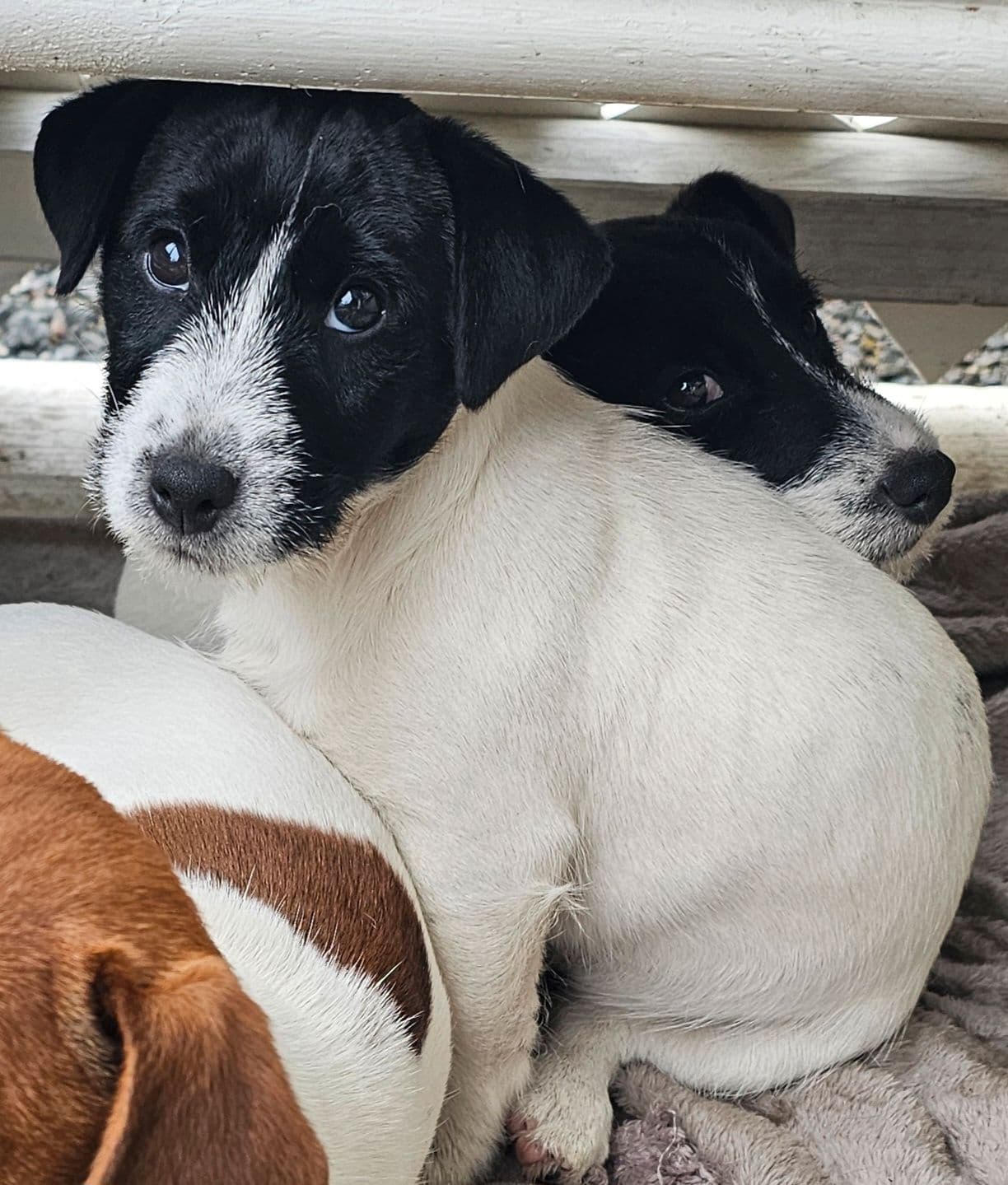 Herlig liten Jack Russell tispe tilsalgs