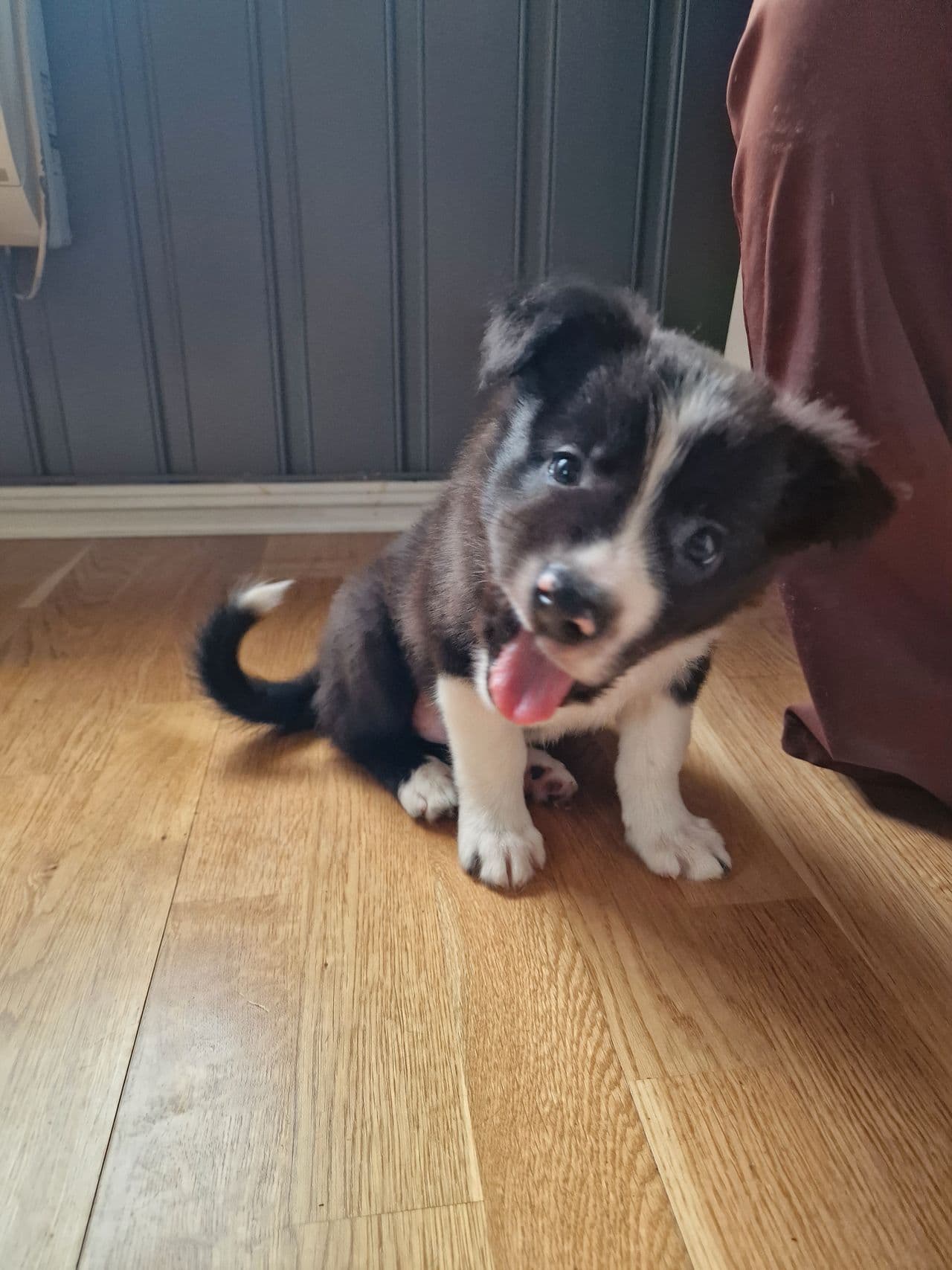 Border collie valper