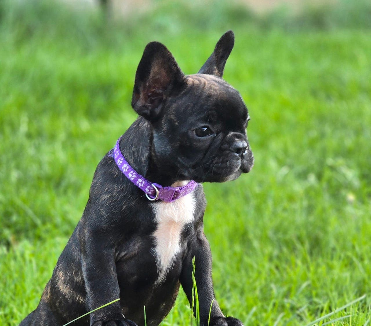 Fransk Bulldog valper.