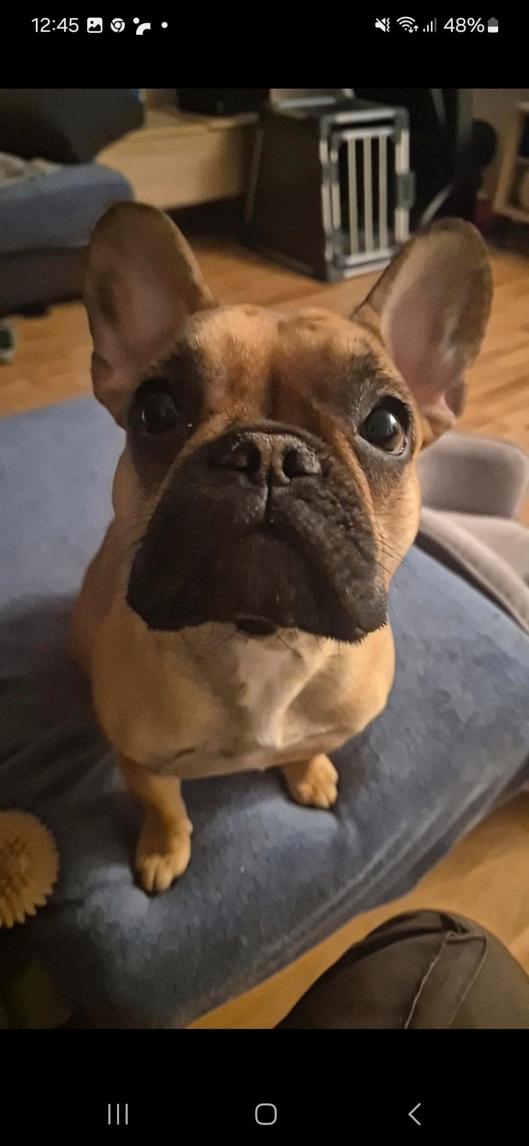 Fransk bulldog