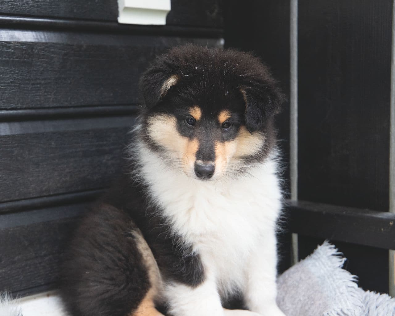 Collie hannvalp til salgs!