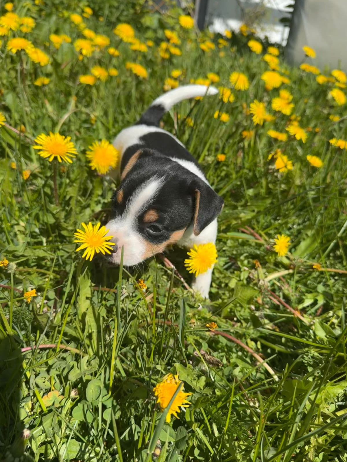 Dansk svensk gårdshund valper