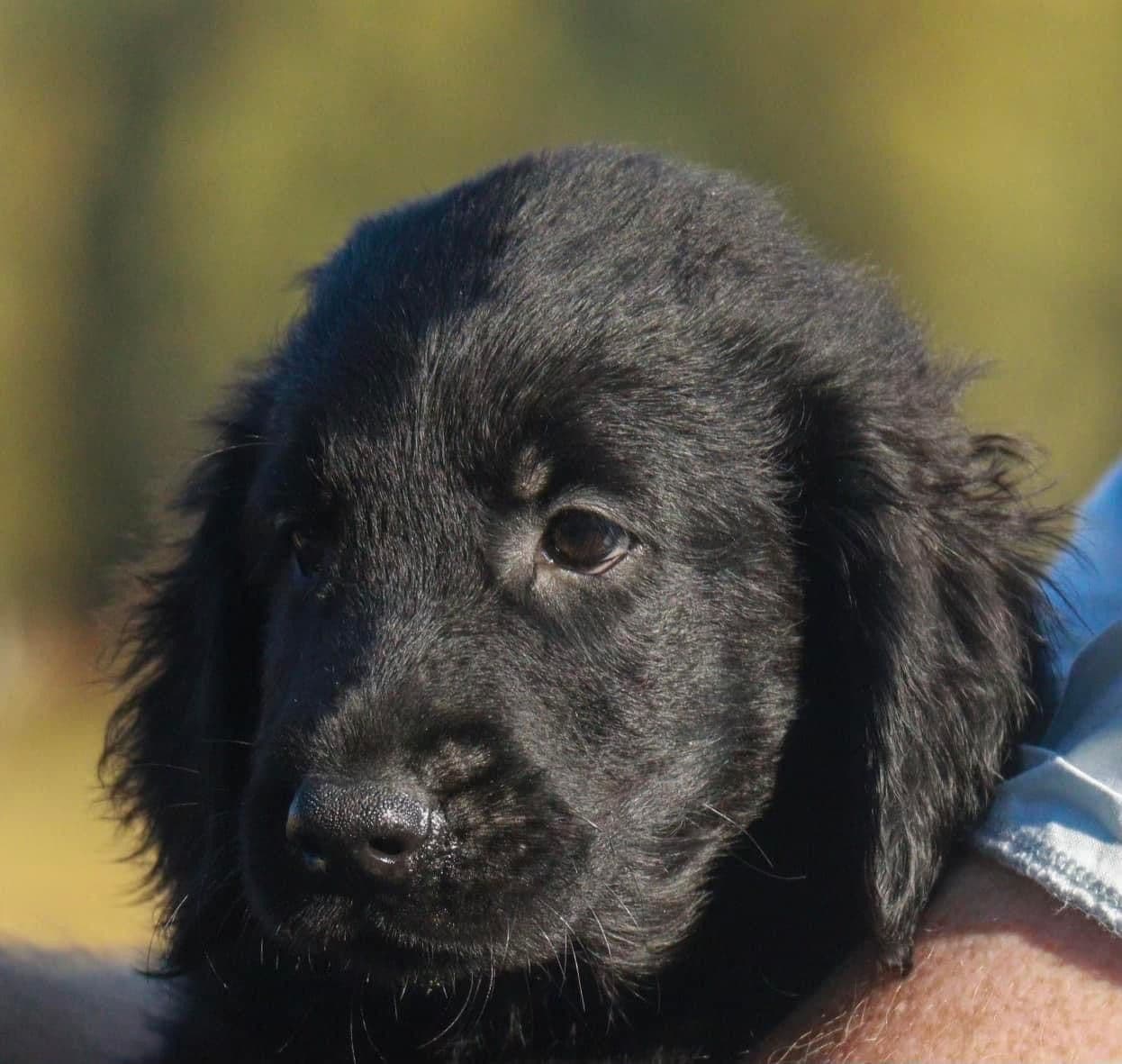 Leveringsklare Flat Coated Retriever valper