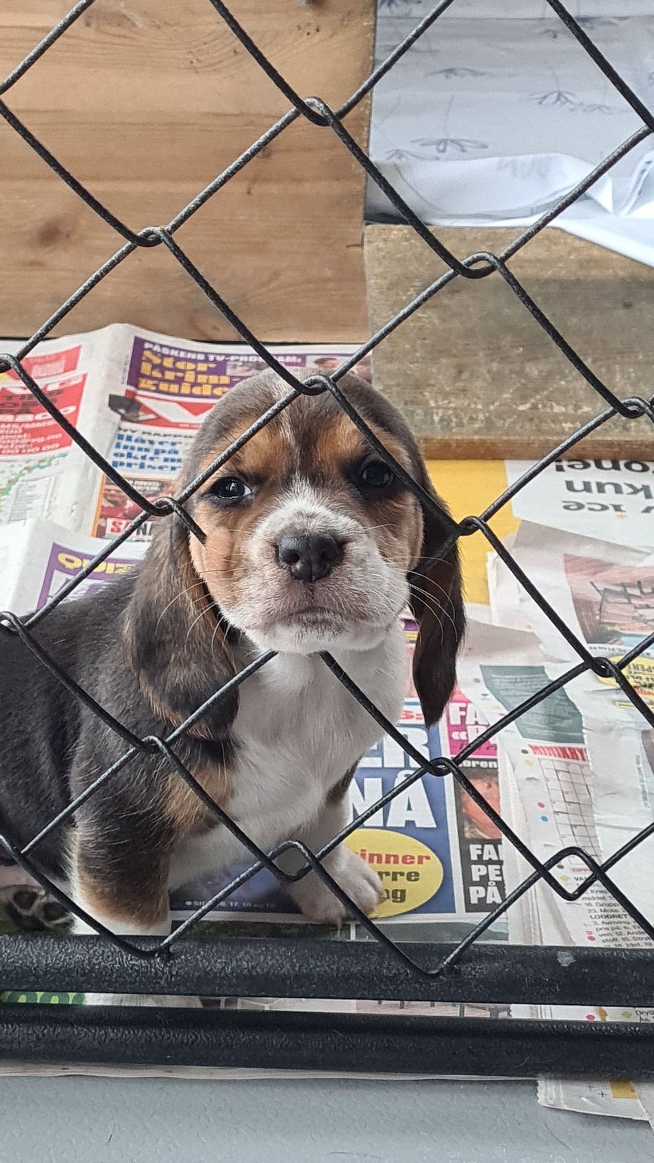 Beagle tispe valp selges