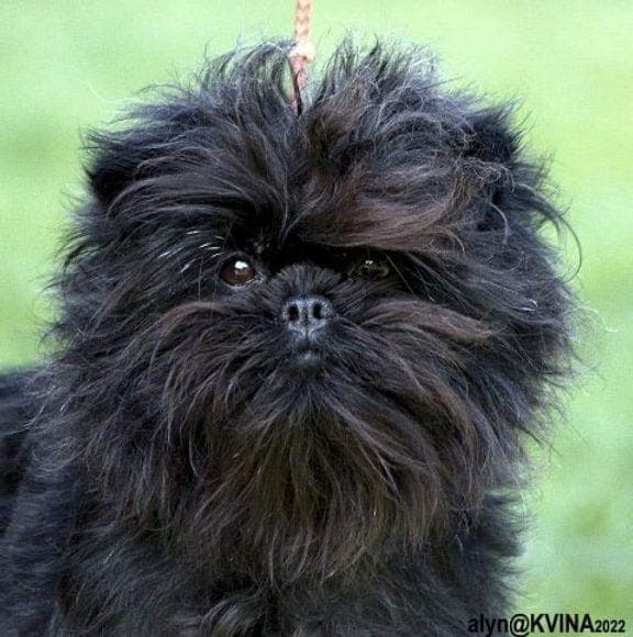 Affenpinscher valp for salg