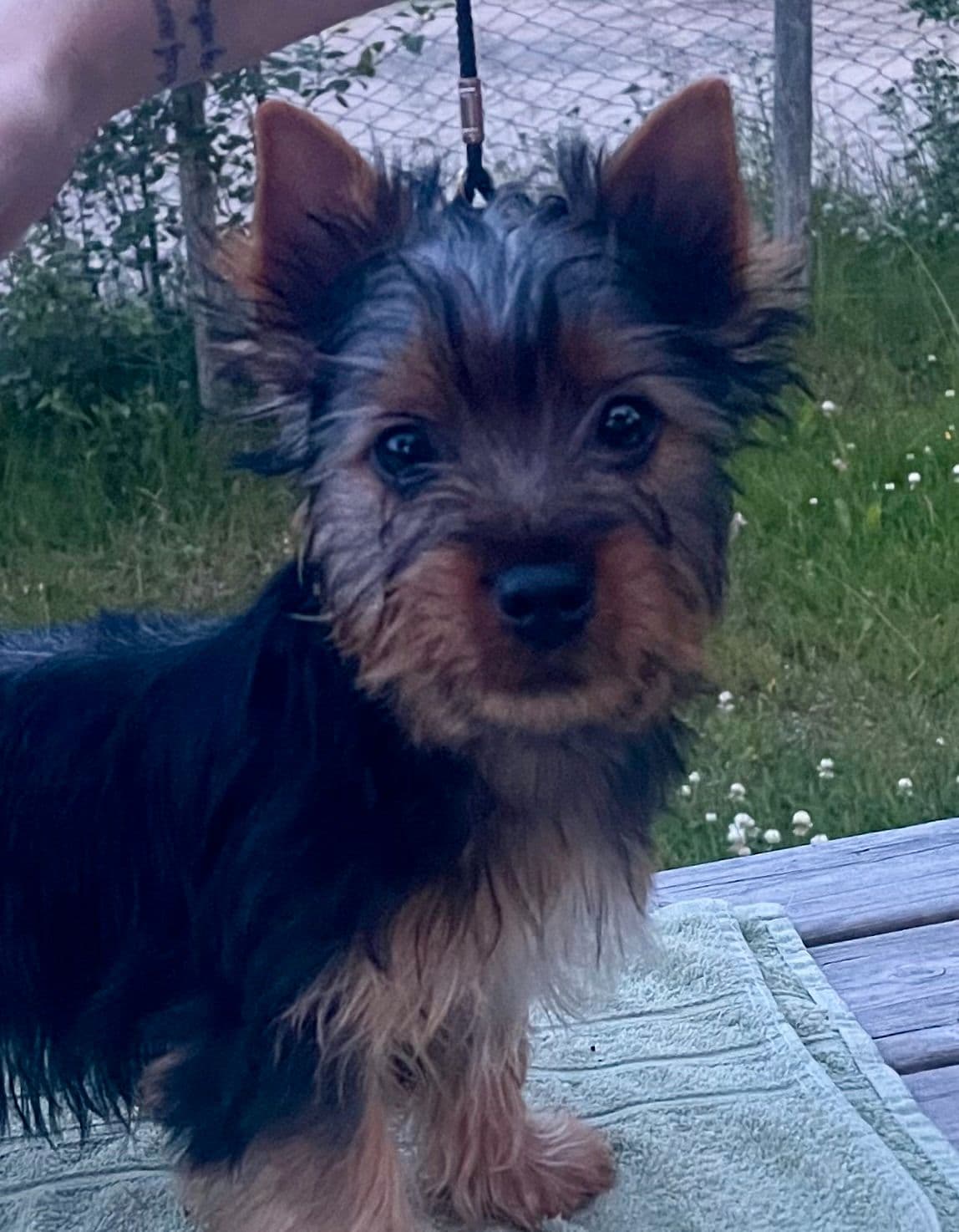 Renraset Silky Terrier valp