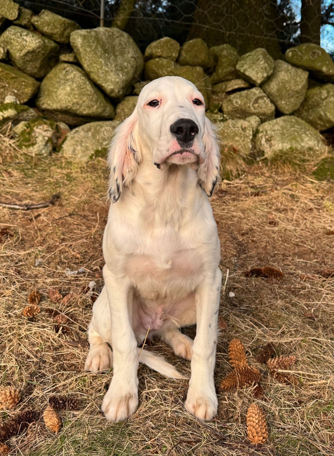 Engelsk Setter Hannhund